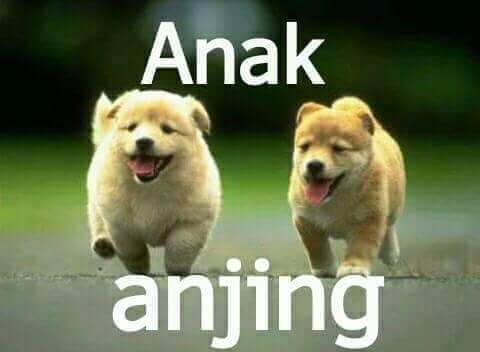 penyok_goblok's tweet photo. Anjing goblok. https://t.co/ZHl17d7GJB