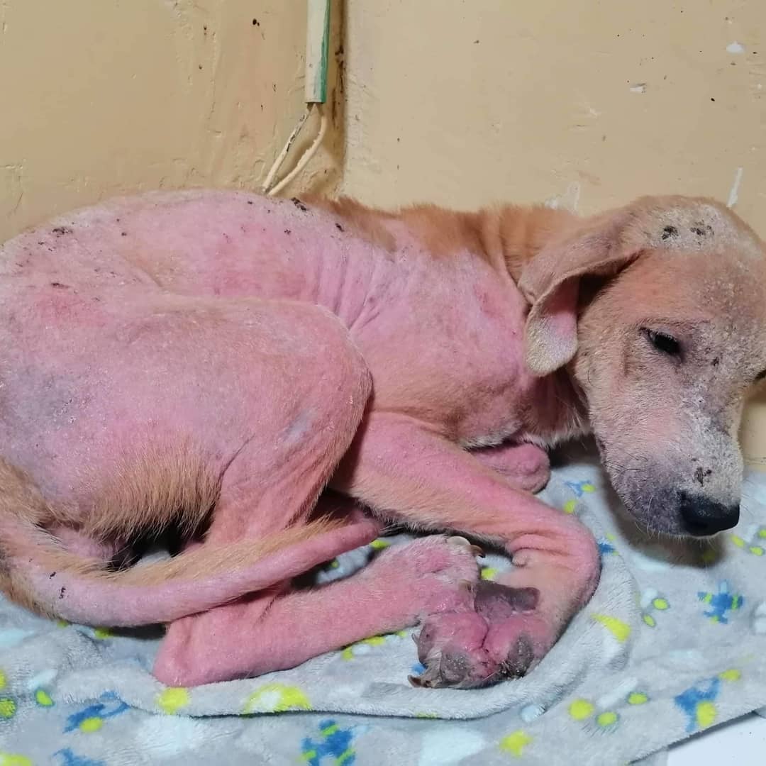 S.O.S 🚨Reportan esta peludita en el barrio San José su estado es lamentable y crítico, necesitamos ayuda para sacarla adelante, necesitará exámenes, tratamiento, entre otras cosas.¿Nos ayudas a cambiarle la vida? Será llevada a Veterinaria Dachi (Cra 6 No 15N -03 El Recuerdo).