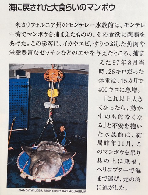 エサをたくさん食べちゃって水族館を困らせた 大食らいのマンボウ がかわいい Togetter エサをたくさん食べちゃって水族館を困らせた 大食らいのマンボウ がかわいい Togetter