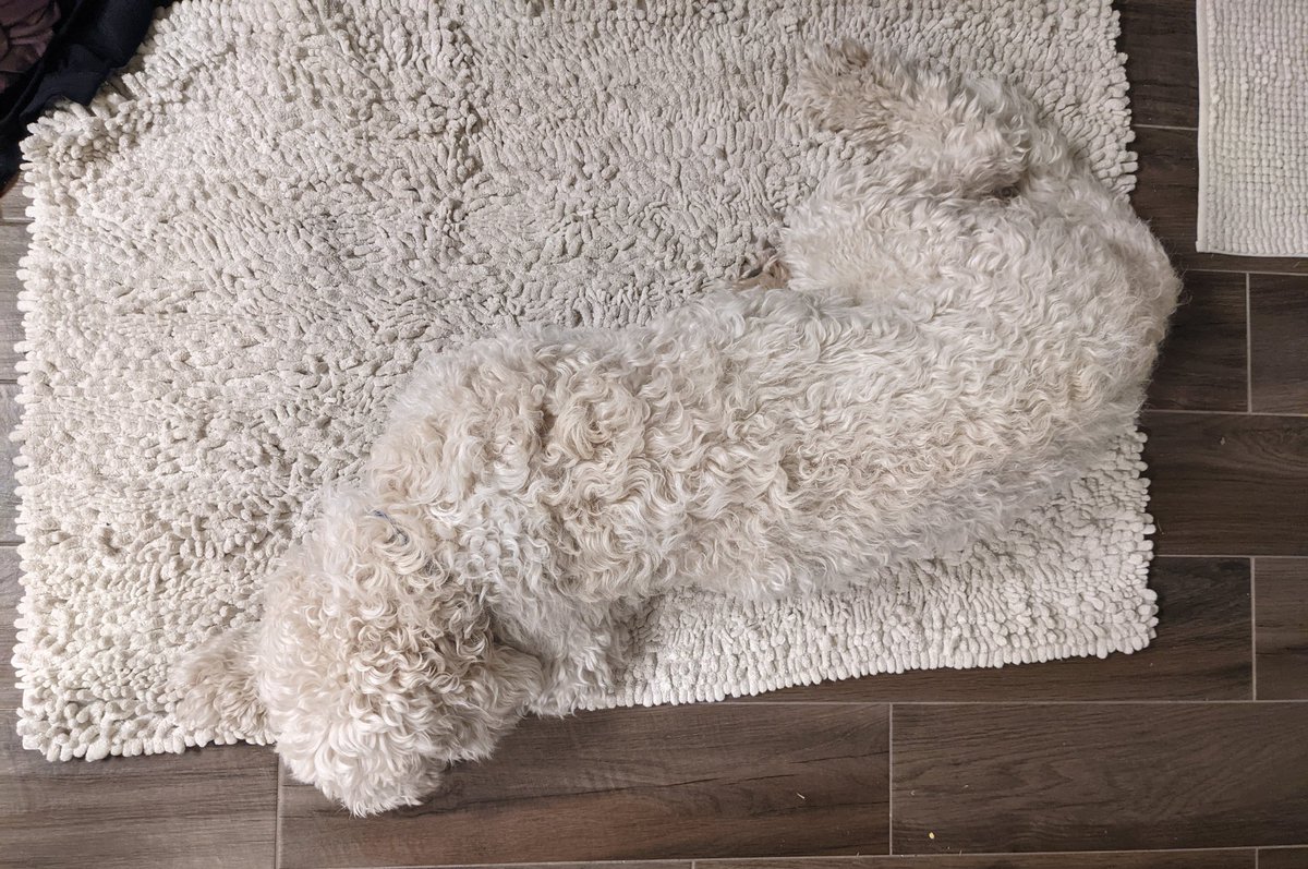 bradighieri's tweet photo. @dog_rates https://t.co/aWAr6bGeft
