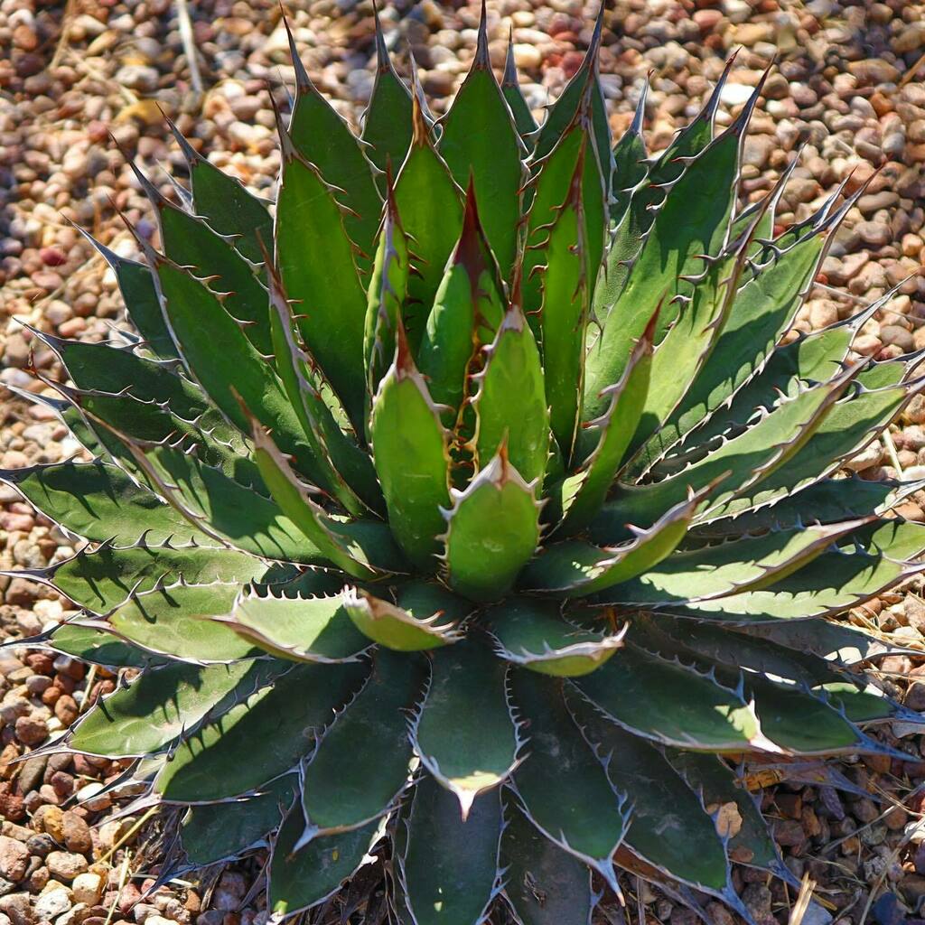 ギフト 多肉植物 アガベ ホリダ ペロテンシス - 通販 - www