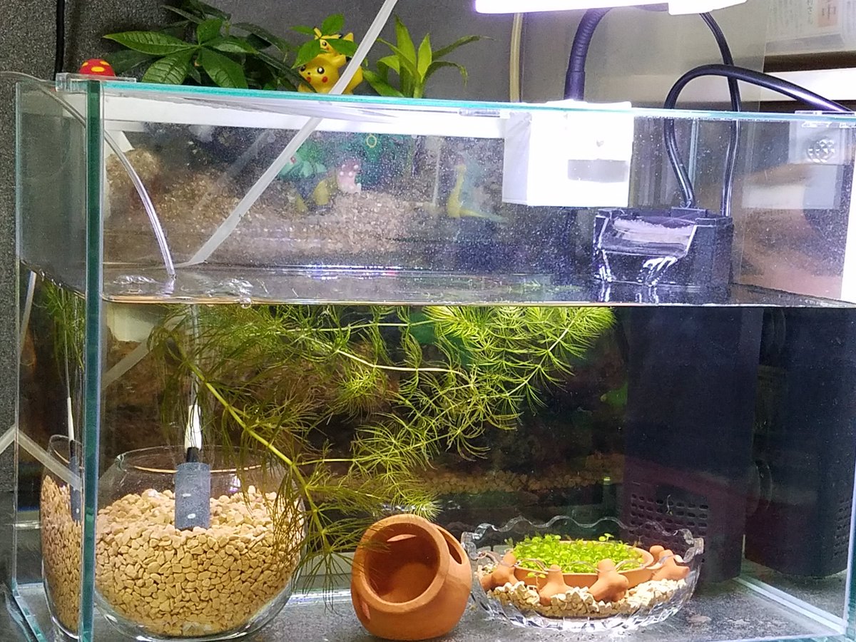 いちごみる紅 ﾎﾟｹgo青 引っ越しさせる為に １ヶ月以上前位に 立ち上げて水が 安定してきてた水槽 さっきみていたらガラス面に ミズミミズみたいなのが無数に もしかしてプラナリア マツモを炭酸水処理せずに 入れちゃったのがいけなかった