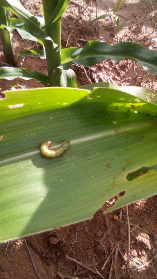 FAW is native to tropical and subtropical regions of the Americas. In 2016 it was reported for the first time in Zimbabwe most likely from grain which came from Brazil. It is now causing significant damage to our maize crop and has great potential damage to yield & economically