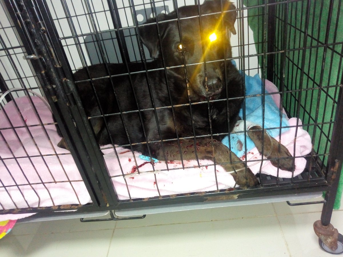 nuevedoce_k's tweet photo. Ella es "Coral" es una perrita callejera que permanece en la cuadra en la que vivo.
Hace poco un perro la atacó y se estaba desangrando en la acera, realmente no tuve corazón para dejarla ahí, entonces la lleve al veterinario ...
Sigue https://t.co/osWmMMj6eq