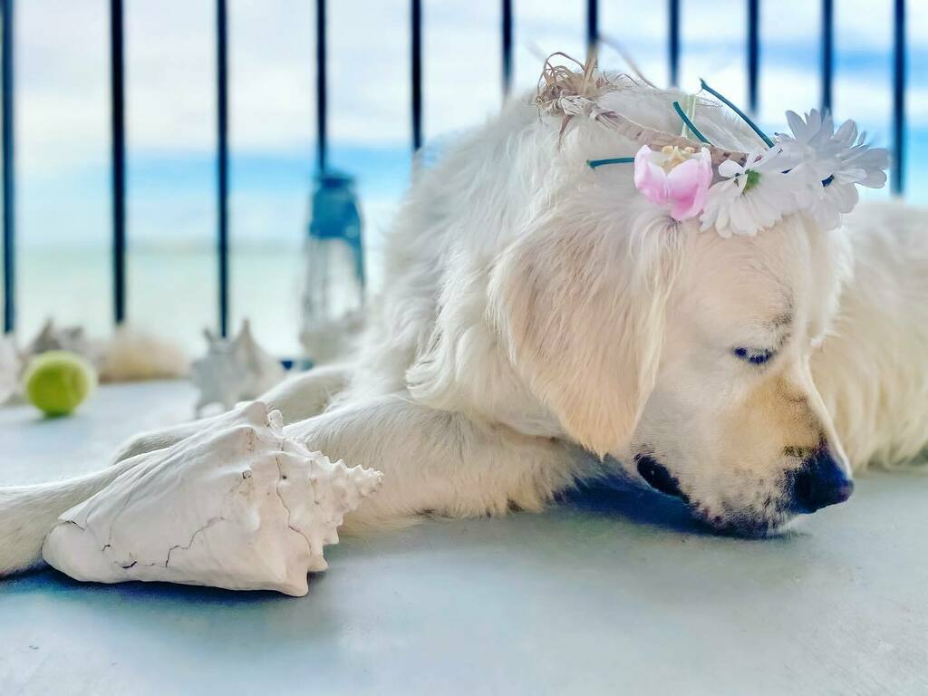 TheGoldenRatio4's tweet photo. #normalizeFlowerCrowns https://t.co/YDekXyvIzI