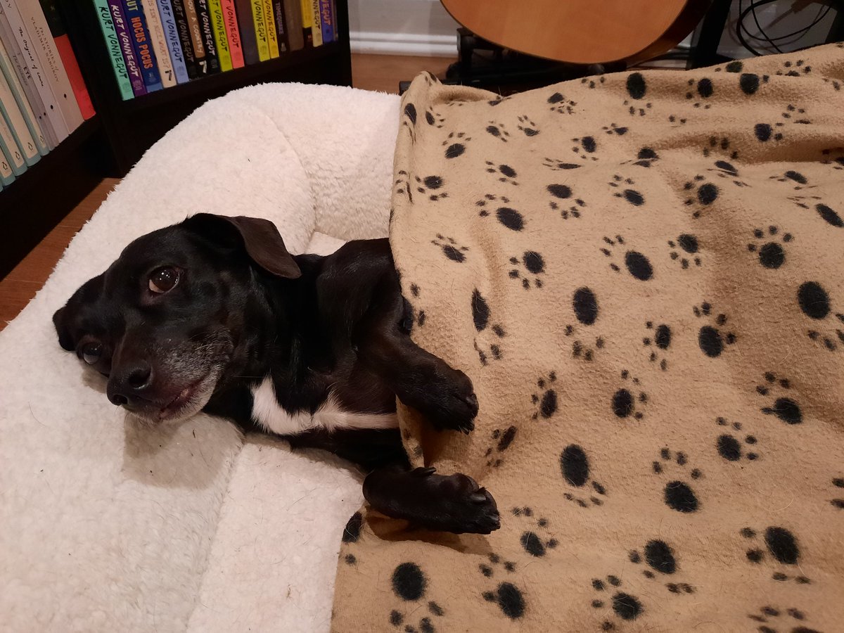 SeanGrifter's tweet image. I shared this picture in an effort to cheer someone up, then I realized we could all use to see Hercules tucked in.