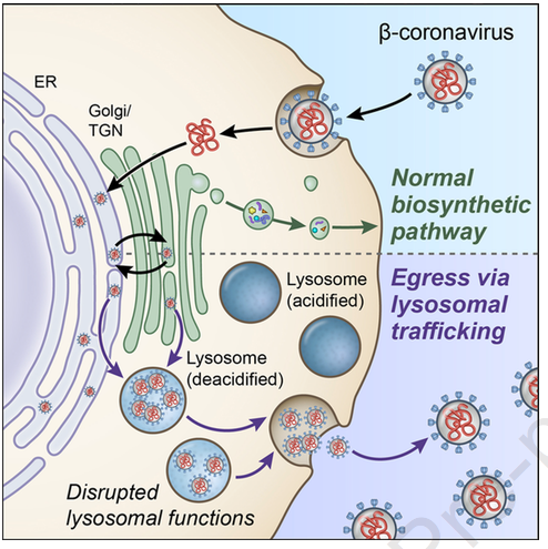 mmw_lmw's tweet photo. β-Coronaviruses use lysosomes for egress instead of the biosynthetic secretory pathway | Nihal Altan-Bonnet @NIH @CellCellPress https://t.co/Ebawydzbta | #2020_ReCapOct https://t.co/OX8u6ZIZBJ