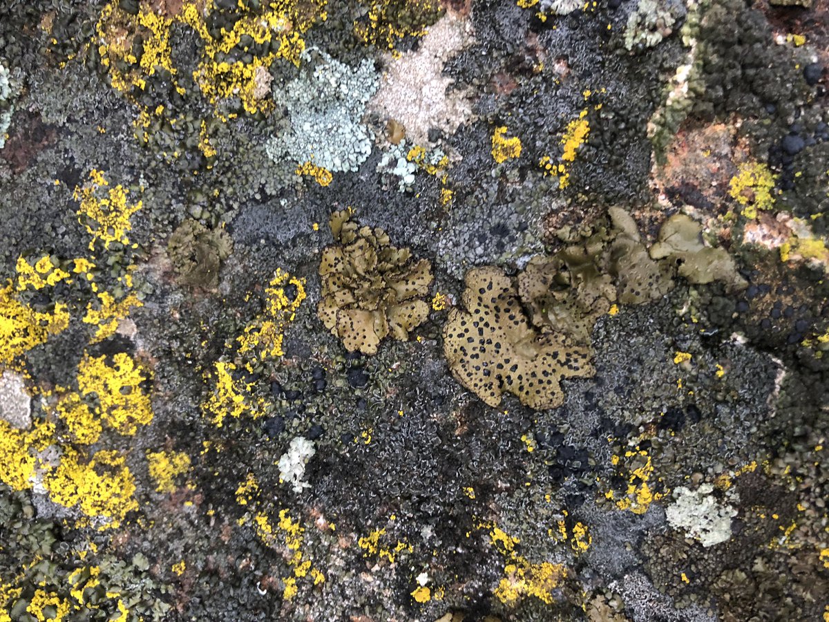 corvidresearch's tweet photo. It’s a wet day in Eastern WA and the lichen are soooooo happy https://t.co/fB3dTQVKLu