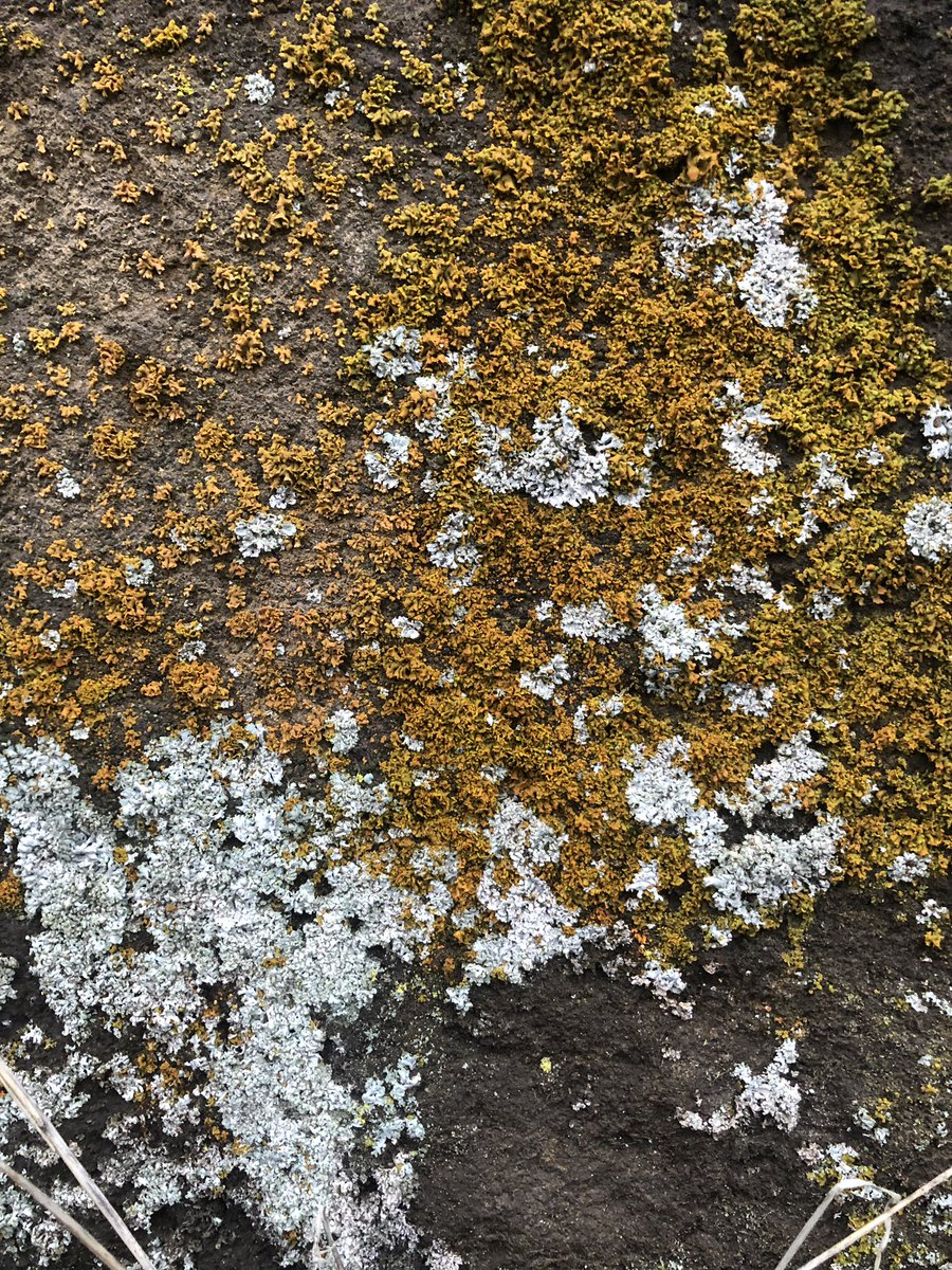 corvidresearch's tweet photo. It’s a wet day in Eastern WA and the lichen are soooooo happy https://t.co/fB3dTQVKLu