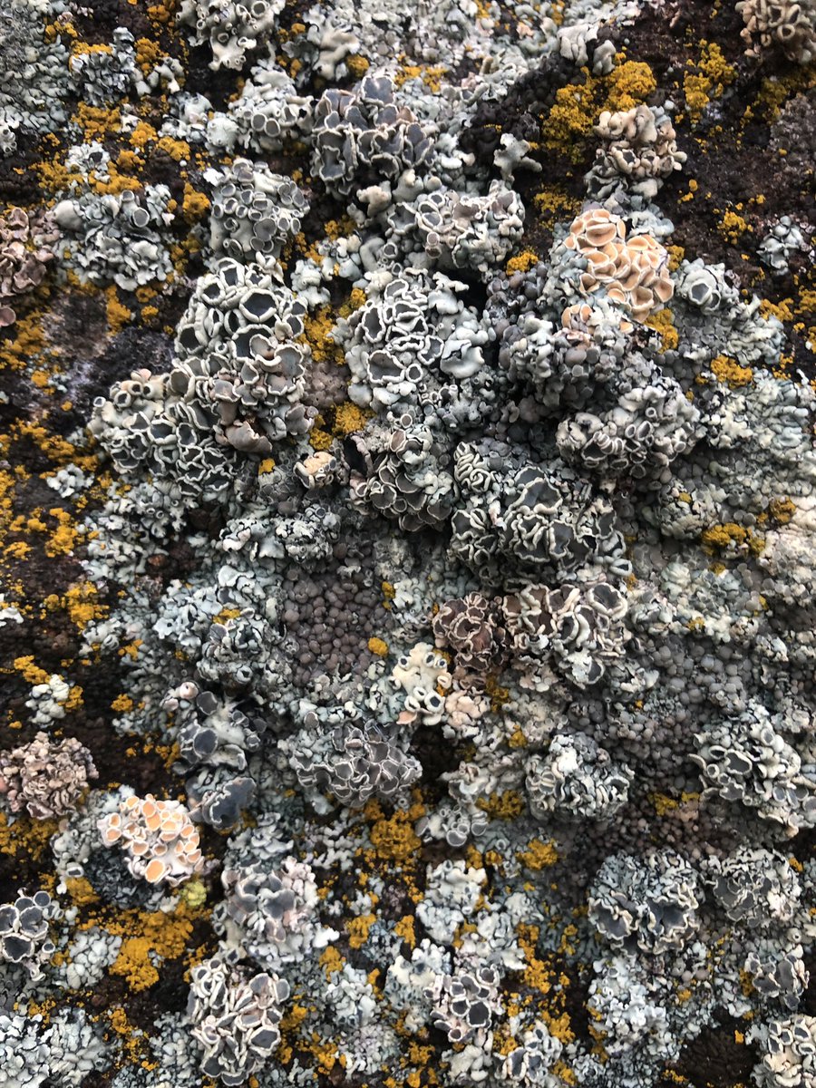 corvidresearch's tweet photo. It’s a wet day in Eastern WA and the lichen are soooooo happy https://t.co/fB3dTQVKLu