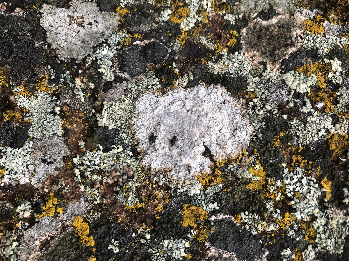 corvidresearch's tweet photo. It’s a wet day in Eastern WA and the lichen are soooooo happy https://t.co/fB3dTQVKLu