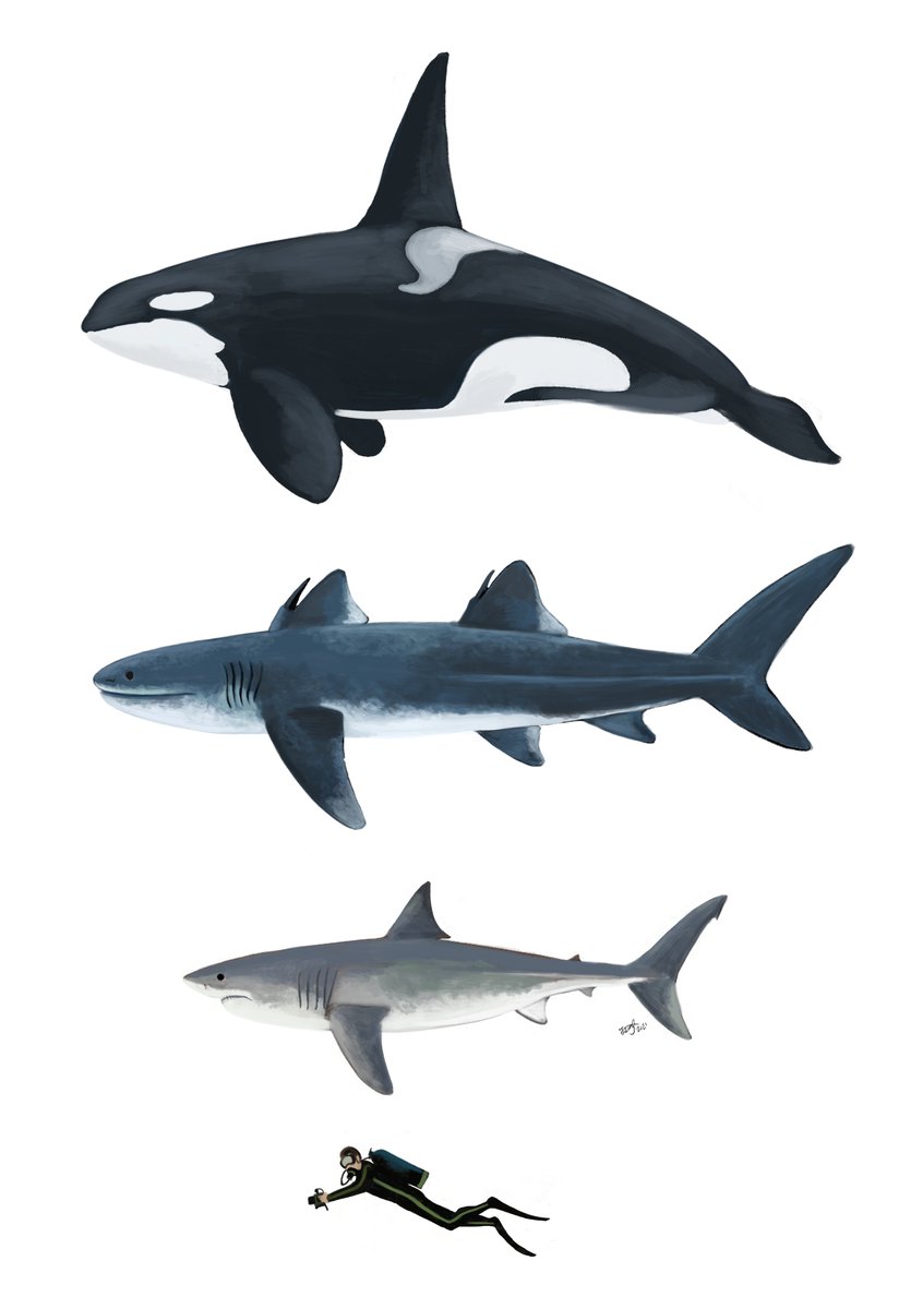 I'm told Carboniferous \, image size:824x1200