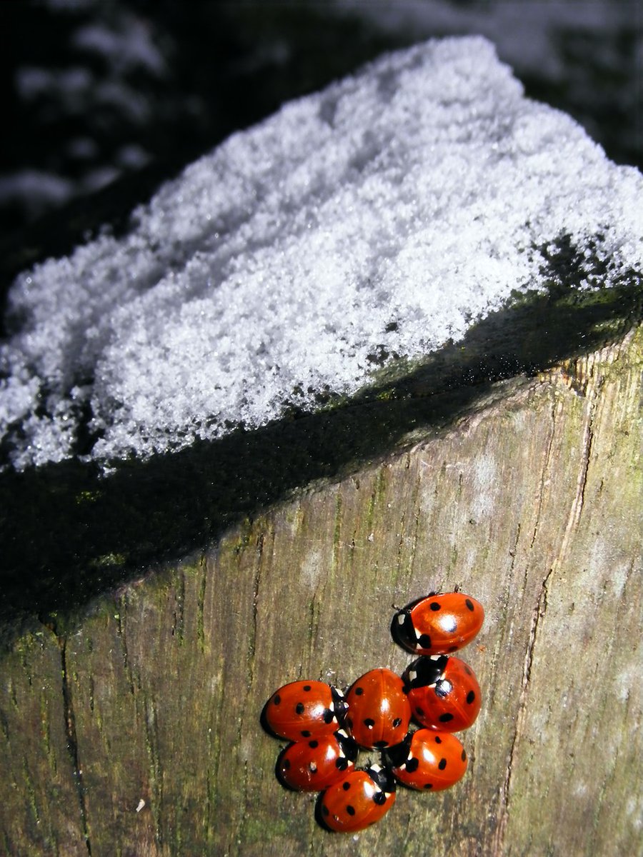 Ladybirds survive in an inactive state of arrested development known as diapauses.   Most protect themselves against freezing temperatures by producing an antifreeze. This helps them to survive the winter.<a href="/fotawildlife/">Fota Wildlife Park</a> @uccBEES