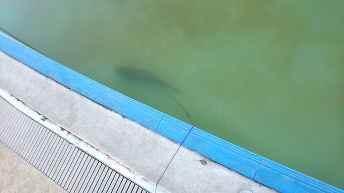 としまえんフィッシングエリア 練馬サーモン(71cm)

シルバークリーク68UL + 16セルテート1003
(ライン:PE0.4+ナイロン4lb)
シルバークリークAGS68UL + 15ルビアス1003
(ライン:PE0.4+ナイロン4lb)
ルアー: フォレストMIU 3.5g etc 