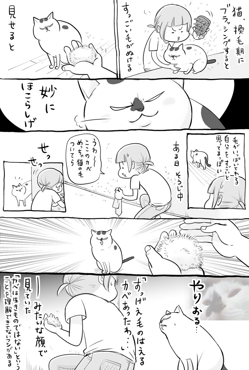 犬と猫どっちも飼ってると、わかってたりわかってなかったりが毎日たのしい。 