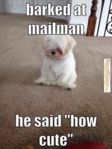 Comcast really do be not the smartest of people