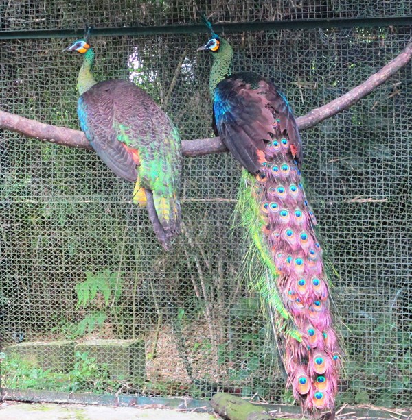 ASTIndonesia's tweet photo. At end of 2020, 3 Javan peafowls, 2 wreathed hornbills + 2 golden cats were released from ASTI back to wild. More releases planned for this year! Please help by donating to: https://t.co/ru2K3K1Q9e or https://t.co/Q6DUUhBtoh 
Thank you for your kind support! https://t.co/S0DGadIc4e