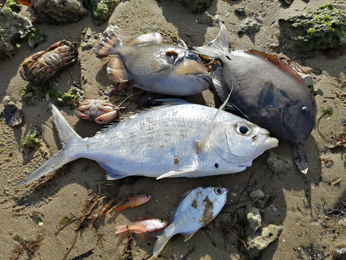 Kawaguti 釣りと魚料理 ほんとに寒波で魚死んでる 全部拾った
