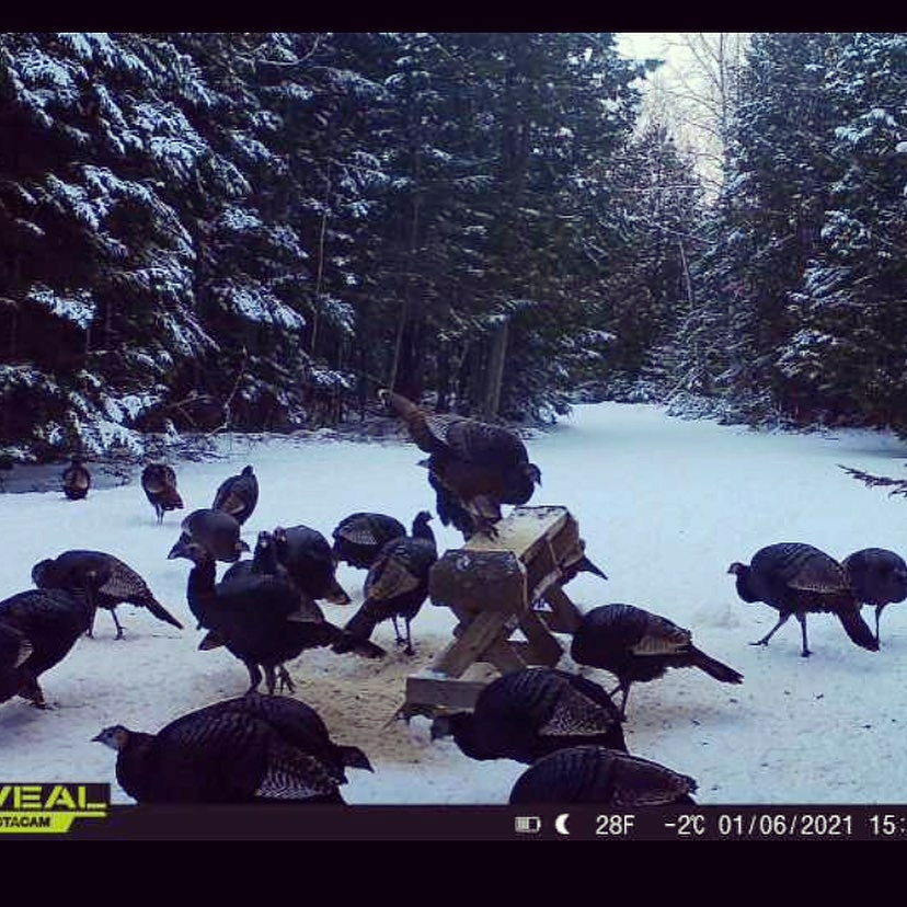 Canadian Wild Turkey Federation tweet media