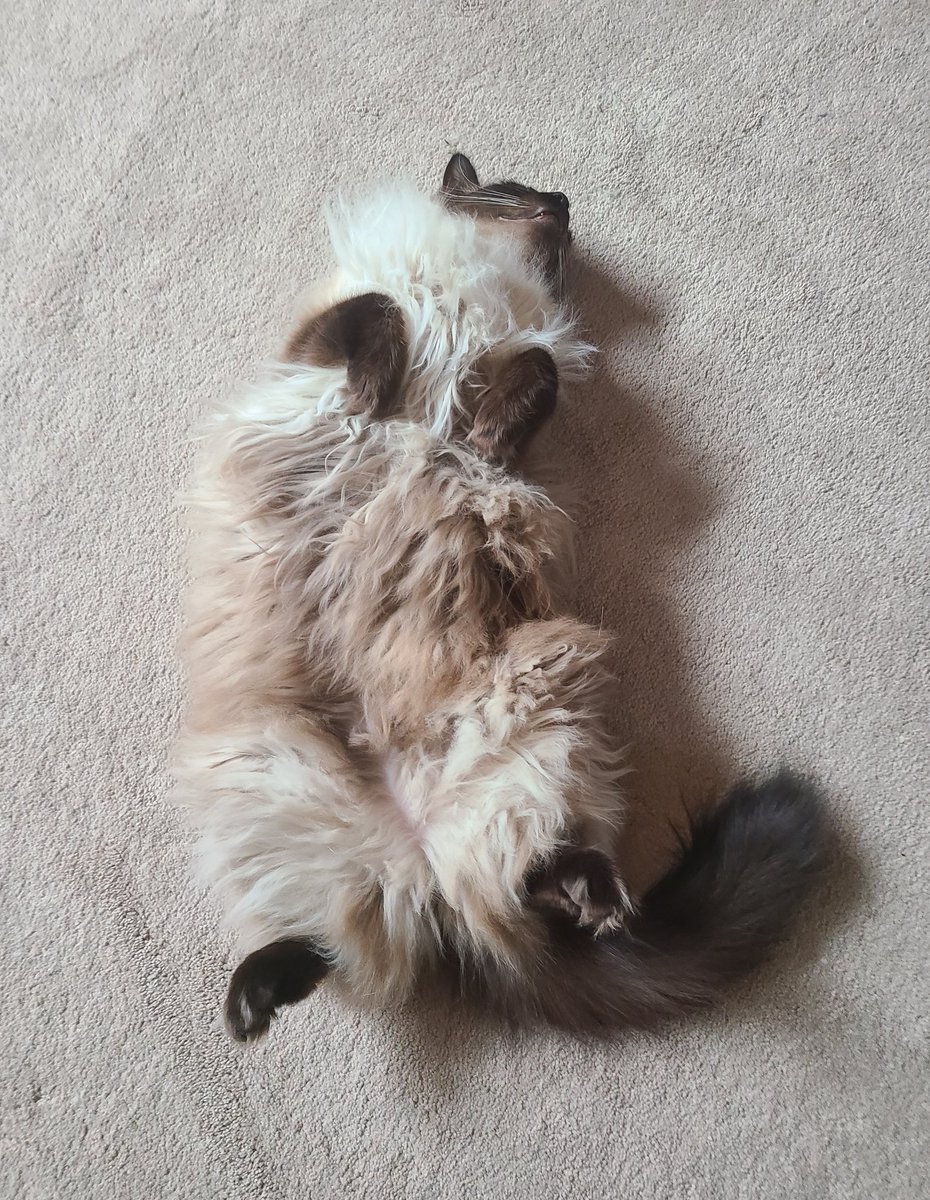 BrianXTMO's tweet photo. Cairo trying to rally the @Seahawks. They need all the help they can get now! ππ #Caturday #Seahawks #NFLPlayoffs #CatsOfTwitter #TeamCairo https://t.co/usHBPfEYJg