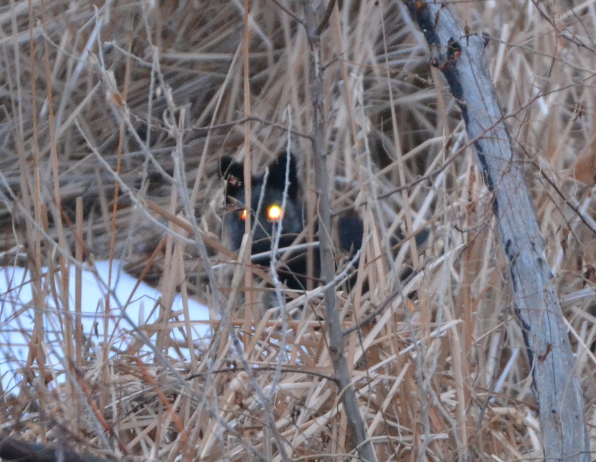 sunbittern's tweet image. Only shot I managed tonight of a black phase Red Fox that was sneaking along Clear Creek