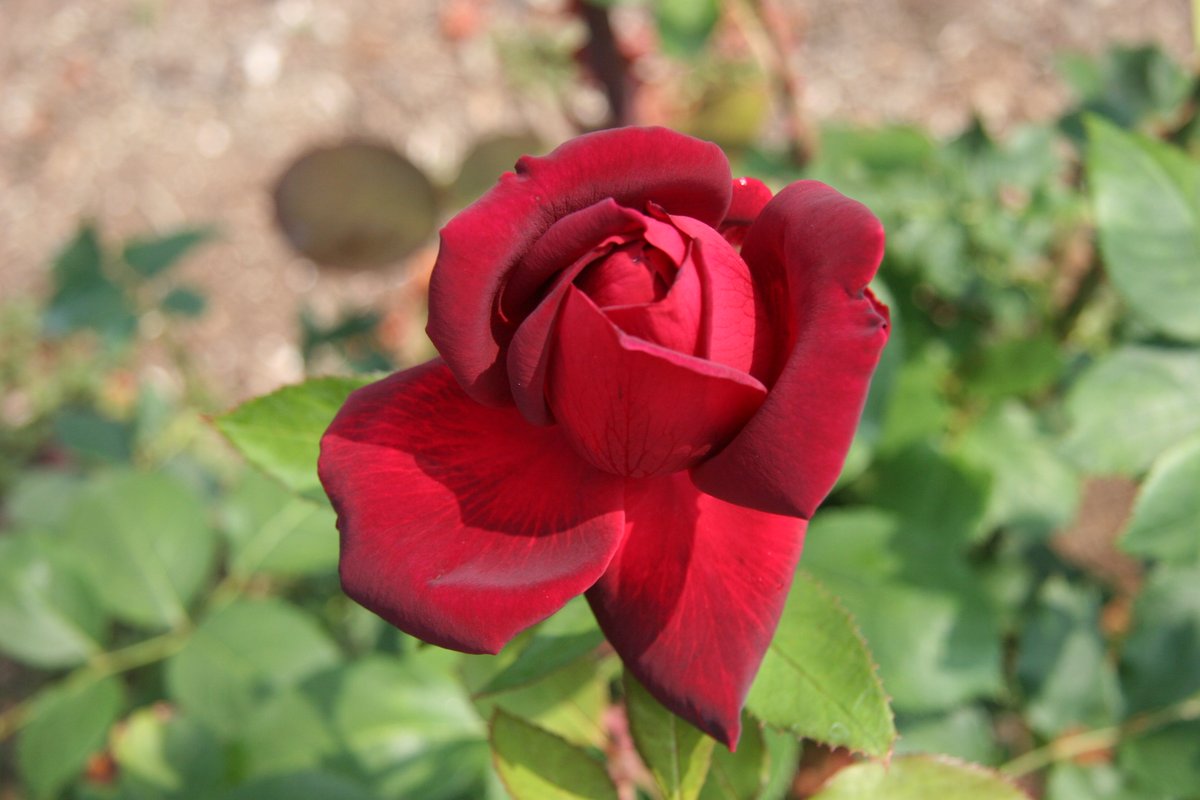 日暮 05 06 04 岐阜県可児市瀬田 花フェスタ記念公園 バラ園