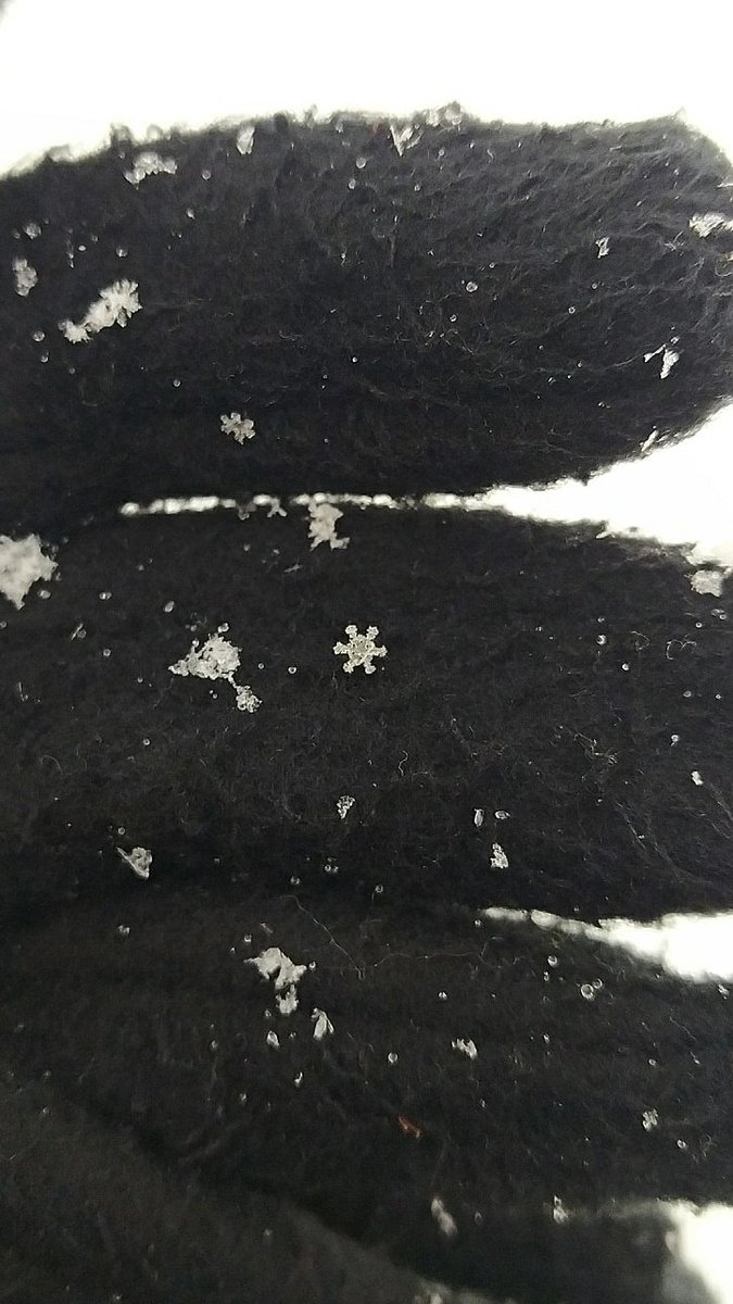 trvefxxl's tweet image. son reales y todos diferentes 🤯