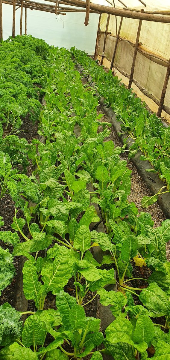 Soilless Farm Lab tweet media