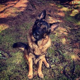 RCMPNS's tweet photo. Gus from #Gabarus doing the face you make when you're out & suddenly can't remember whether you locked your doors, so you call a neighbour to check. Tag an awesome neighbour & let us know when you're done securing your property for the #9pmRoutine. #ShepherdSaturday https://t.co/mLFIGnkLNi
