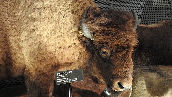 Twitter 上的 神奈川県立生命の星 地球博物館 公式 全国snsミュージアム巡り 生命の星 地球博物館 常設展示室のウシ科の アメリカバイソン のはく製です 頭がとてもモコモコしていますね 実はアメリカバイソンのオス同士は この大きな頭を激しくぶつけ
