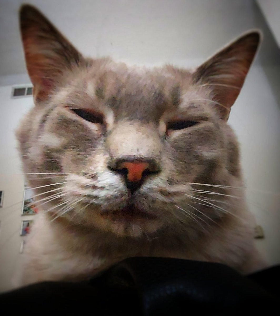 ByronMan7901's tweet photo. "I'm gonna need you to give me some daddy pets now!"๐พ๐พ
-Buddy-
#CatsOfTwitter #cats #PutTheCameraDown https://t.co/8HNCxyTSpI