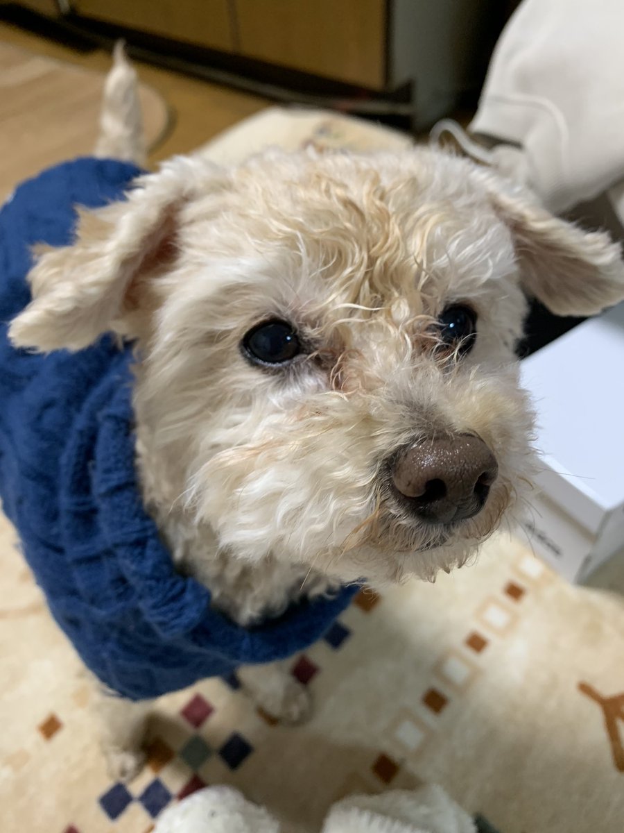 11歳最後の日に顔を拭かれて切ない顔のひと😆

#明日で12歳
#１月11日生まれ
#涙やけが年々酷くなる
#秘密結社老人倶楽部
#まだまだ元気でいてね