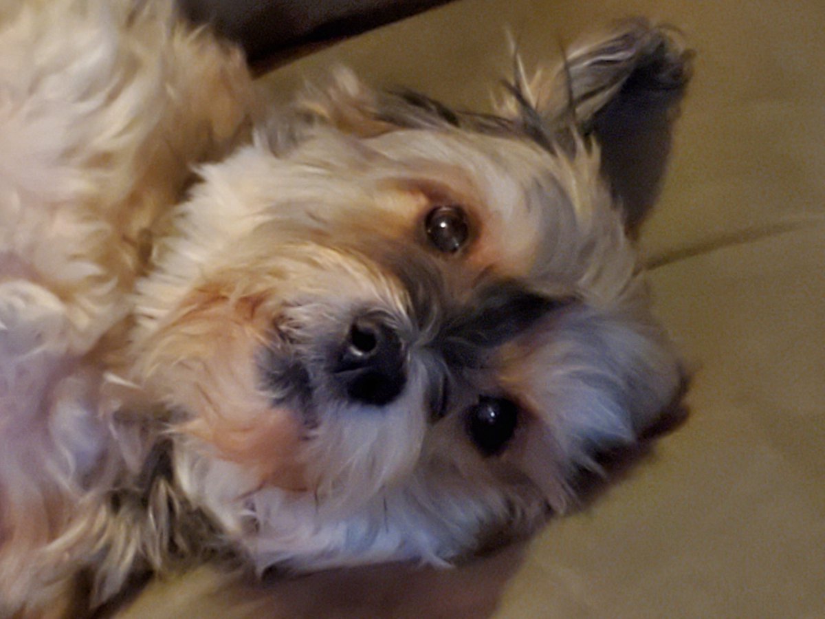 EasyLabAcadia's tweet image. A face of inquisitiveness for 2021