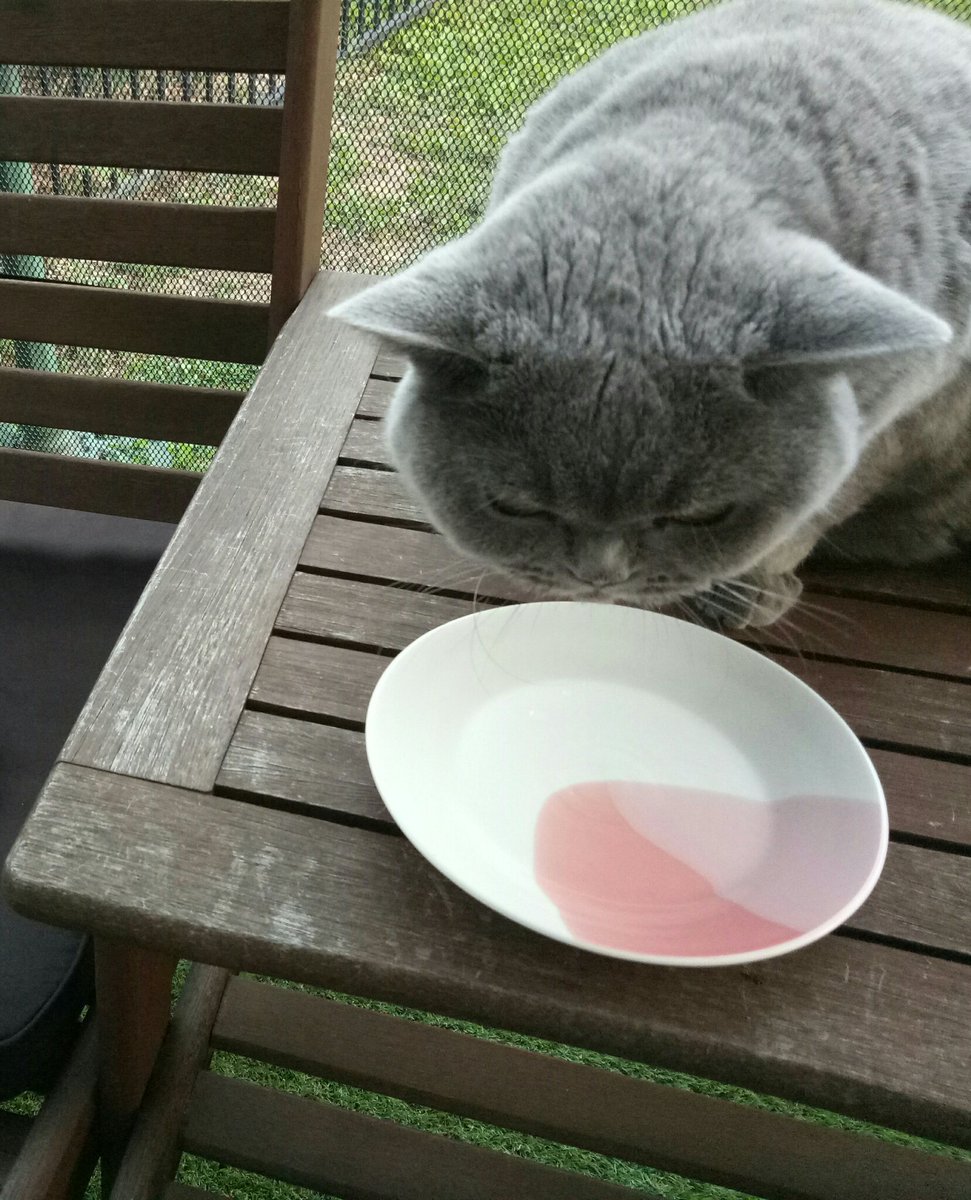 CatGretel's tweet photo. Day 2 in Lockdown
My snackplate is empty !
#unacceptable
#brisbanelockdown
#grumpyears https://t.co/QMV9vn0A02