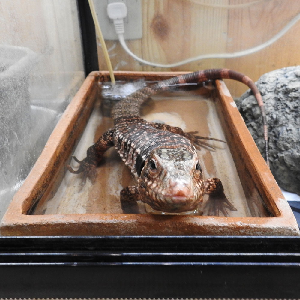 reptilescafe's tweet photo. 日々、今期最寒を記録する横浜
お店はマスクと手洗い消毒をお願いの上、時短で営業(11時〜17時まで)しております
写真は
温浴を楽しむ #アルゼンチンレッドテグー さんです
#爬虫類カフェ #reptilescafe #横浜カフェ
#テグー #RedTegu #保護ペット #保護爬虫類 #ProtectedPets #ProtectedReptiles https://t.co/LOr9Esj2oy