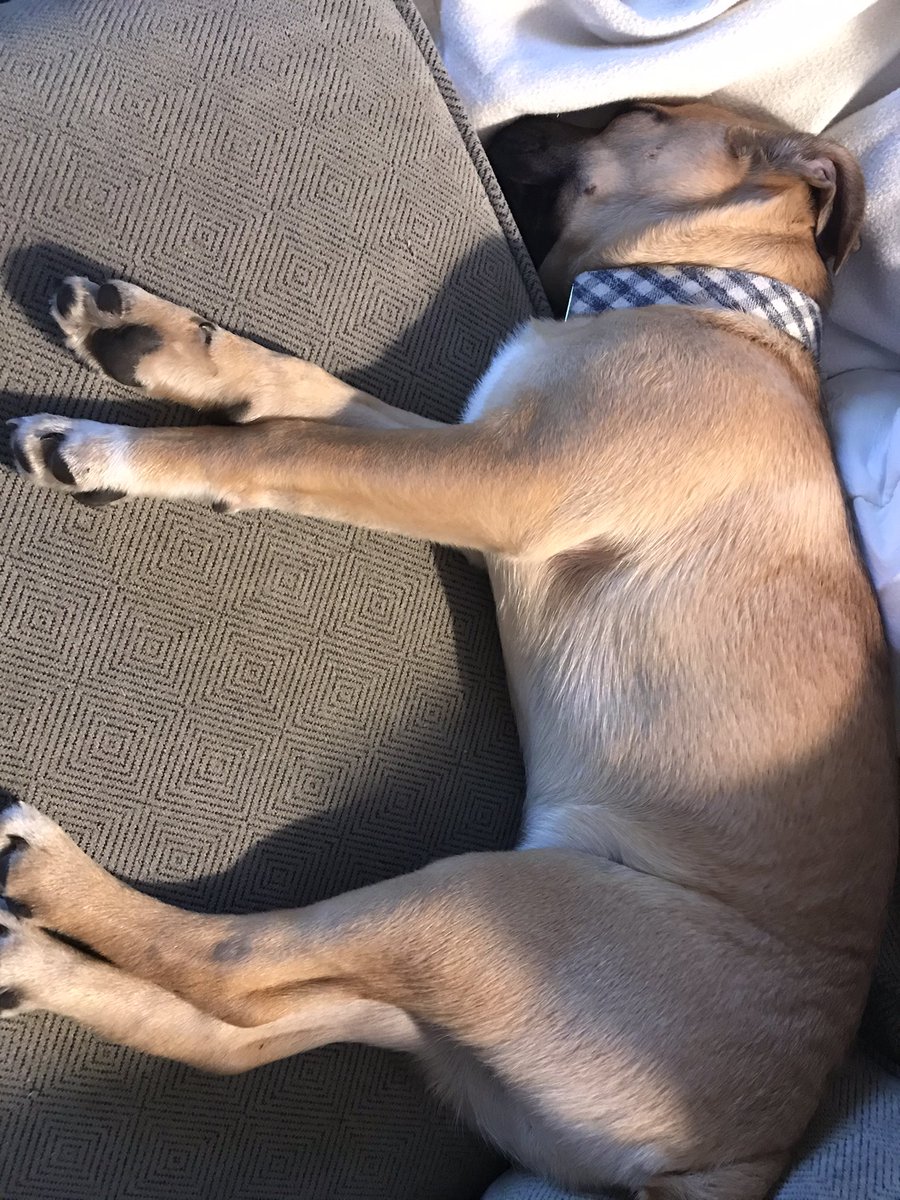 dminus08's tweet photo. My ‘lil buddy is pooped. Proud to say he finally pooped while on a leash tonight 😬 #mrmodest with #nobushes https://t.co/8bn3KXono5