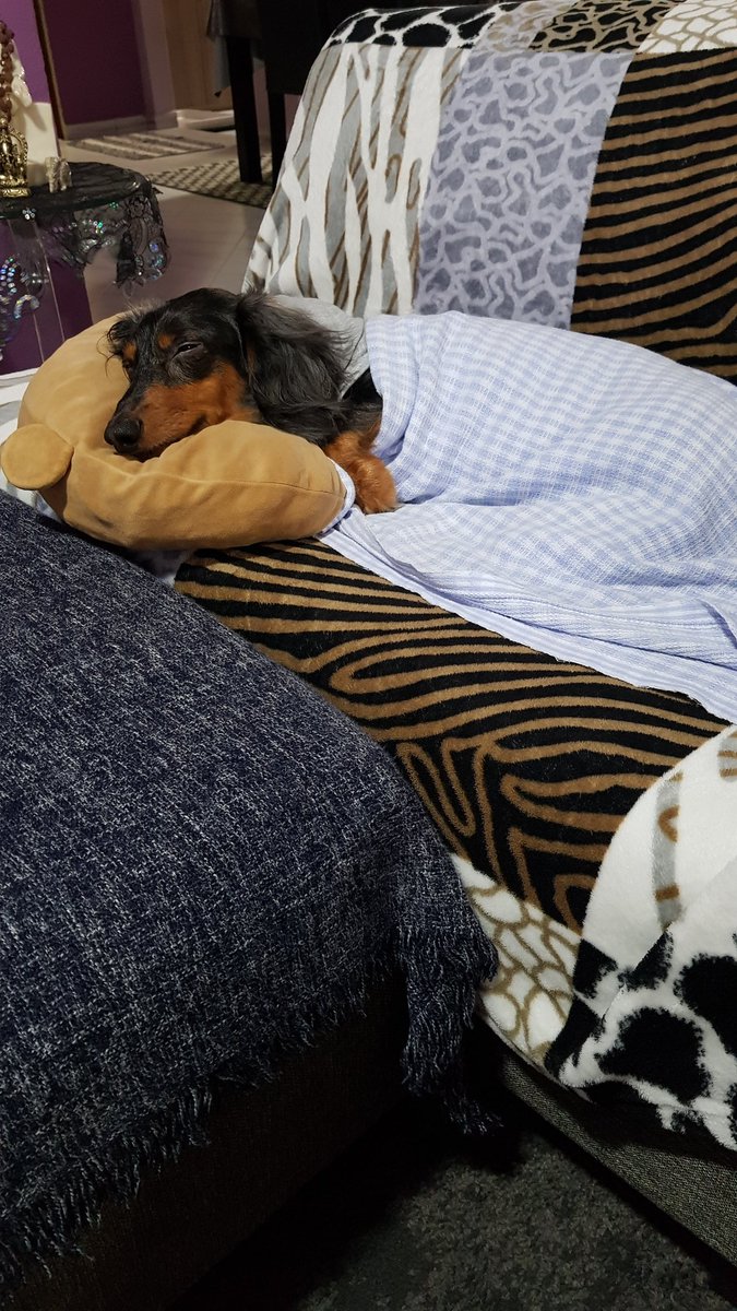 Ozzy54013359's tweet photo. A prefect Sunday to chill... ☔ Days and my boy is enjoying himself as the weather is awesome. #ozzyboy #dachshund #blueeyes #dapple #adroable #lifetimecompanion #mybaby #funshots https://t.co/2iikRTnv3z