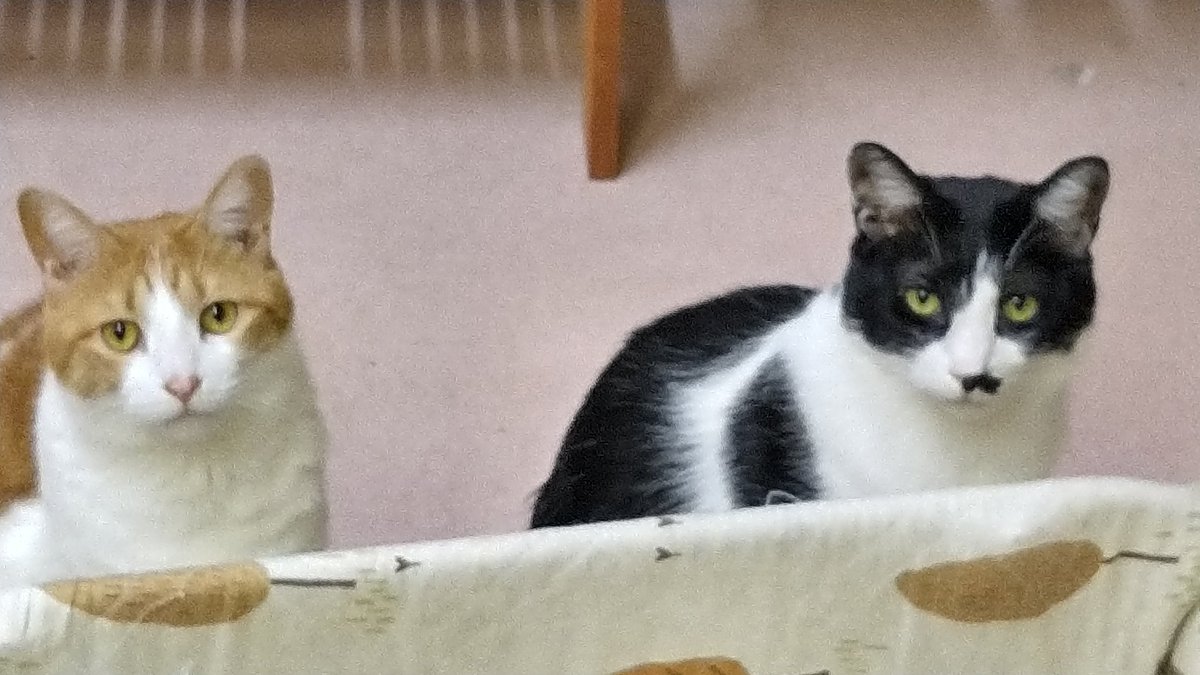 ねこのひみつ基地 Nekohimitsukiti Twitter