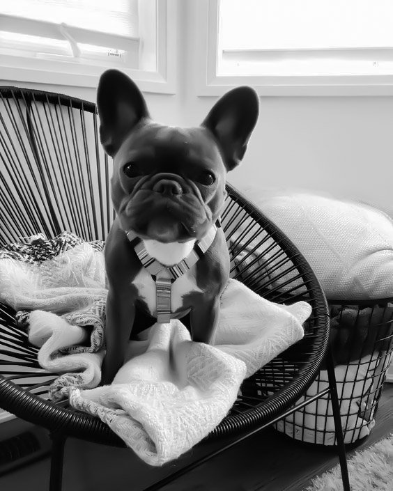 zystematic's tweet image. Eu gostaria de registrar Koda, meu cachorro. 

Só isso.