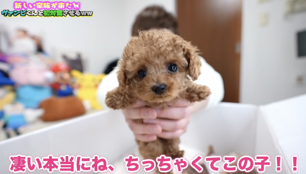 もこもこ ᴗ ๑ ロイヤルティーカッププードル 名前はププ 可愛い ゆんちゃんママに甘えてね ヴァンゆん ゆん ロイヤルティーカッププードル T Co Ct7szhvoyk Twitter