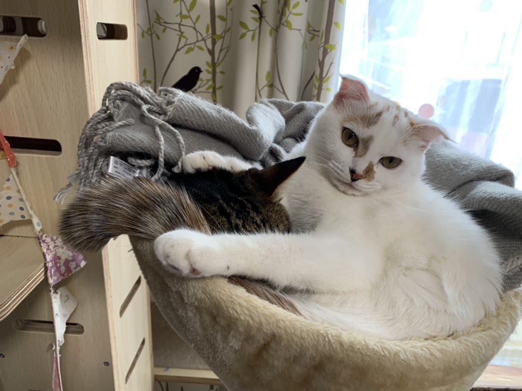 おにぃを潰す妹猫🐣💕