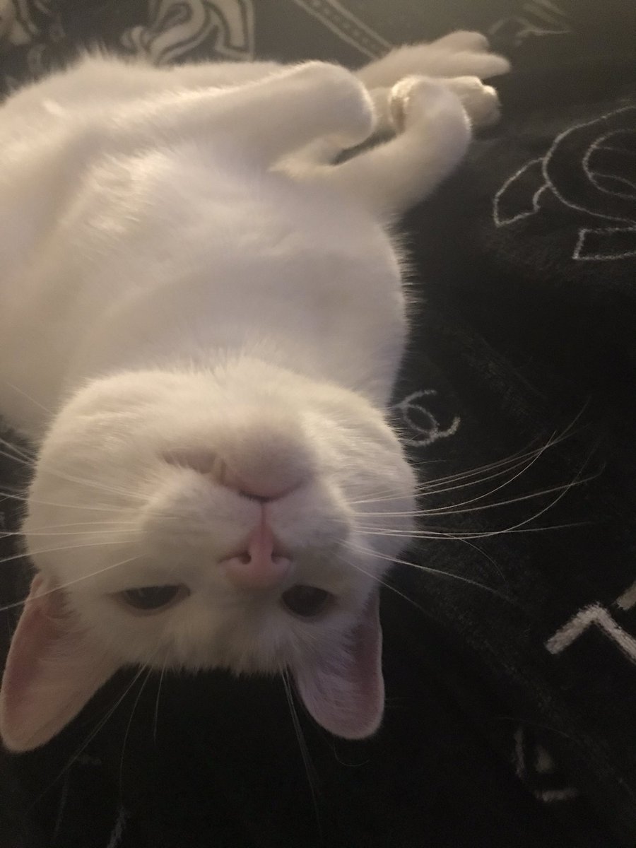 kimbochambers's tweet photo. I wish he would stop staring at me! Especially while I am watching the program #EvilLivesHere - Giving me the #Heebies 😳 https://t.co/rv1Gzc7VYz