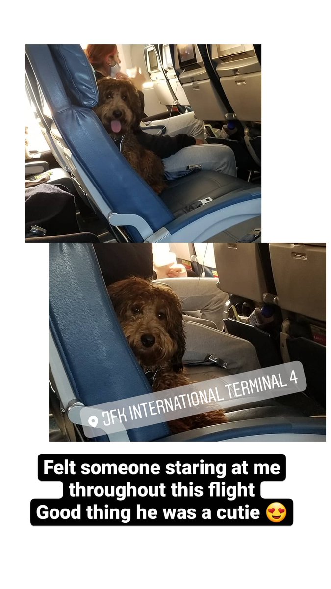 Dre_08's tweet photo. First, thank you Delta for always putting me at ease with my flights. Second, thanks to this pup that distracted me from all my emotions 😍 
#DeltaAirlines #Delta https://t.co/OPoiWFNm1U