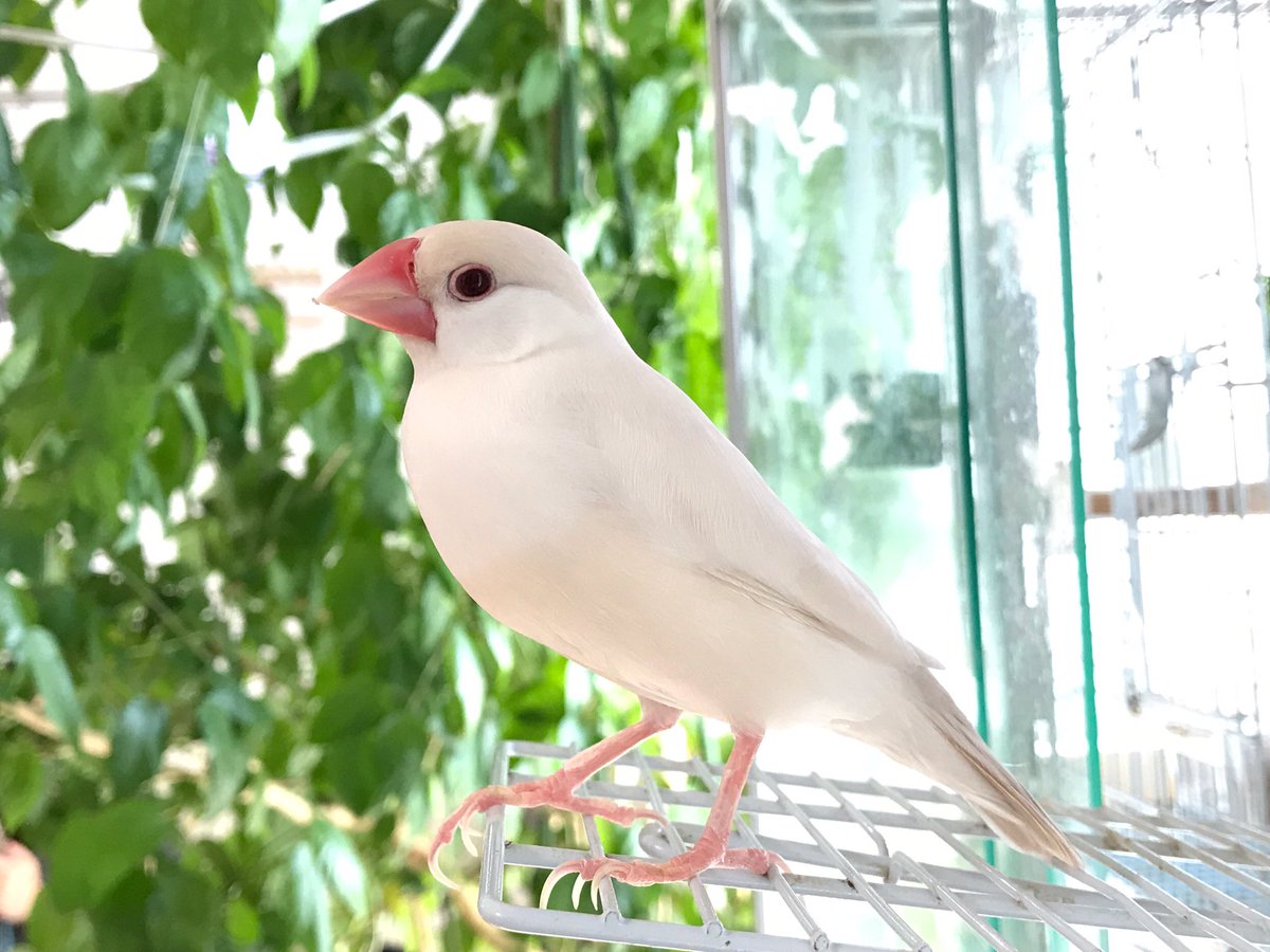 クリームイノ クリームイノ