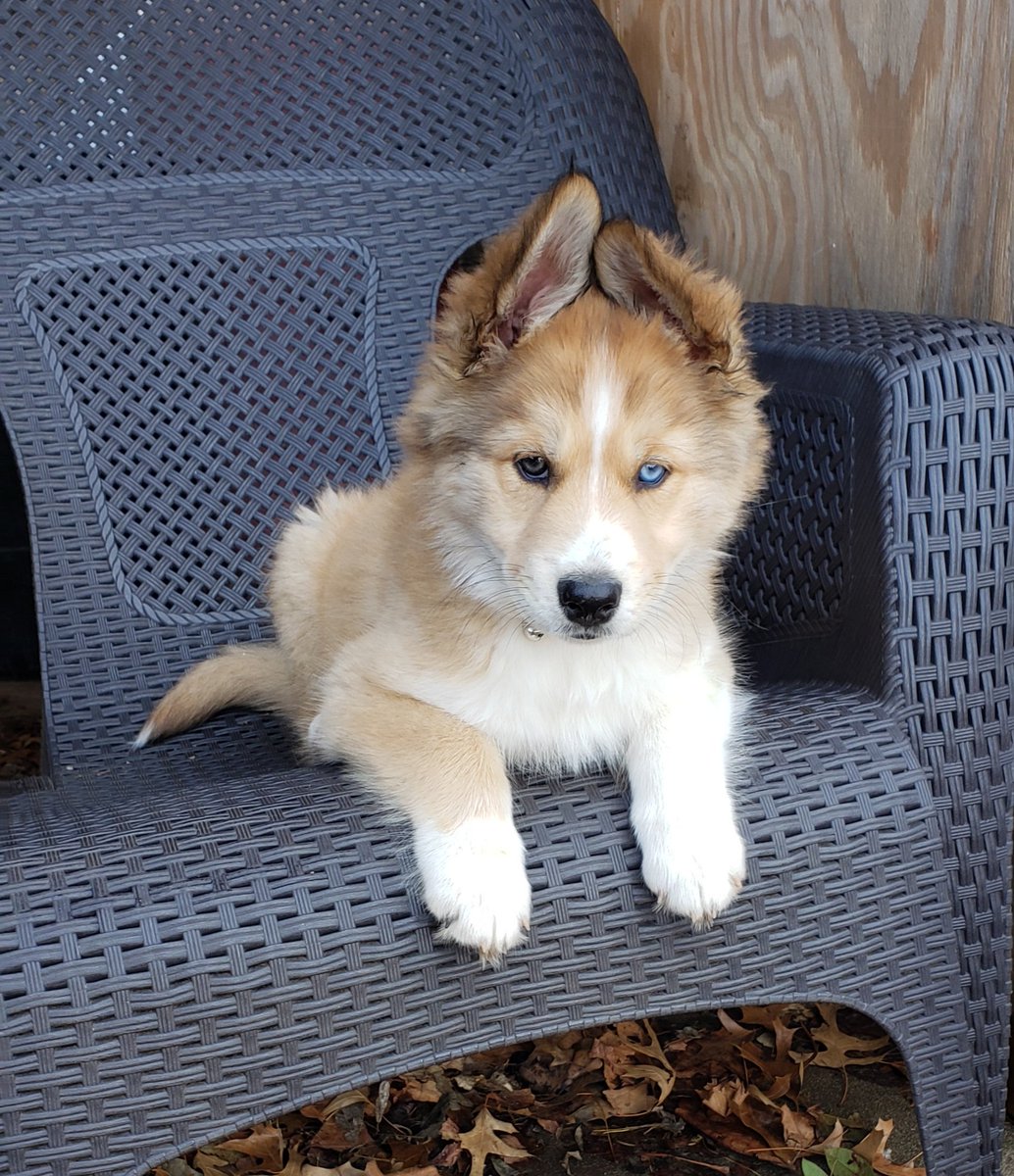 To end my rant, here's a puppy picture so I can end today on a high note.