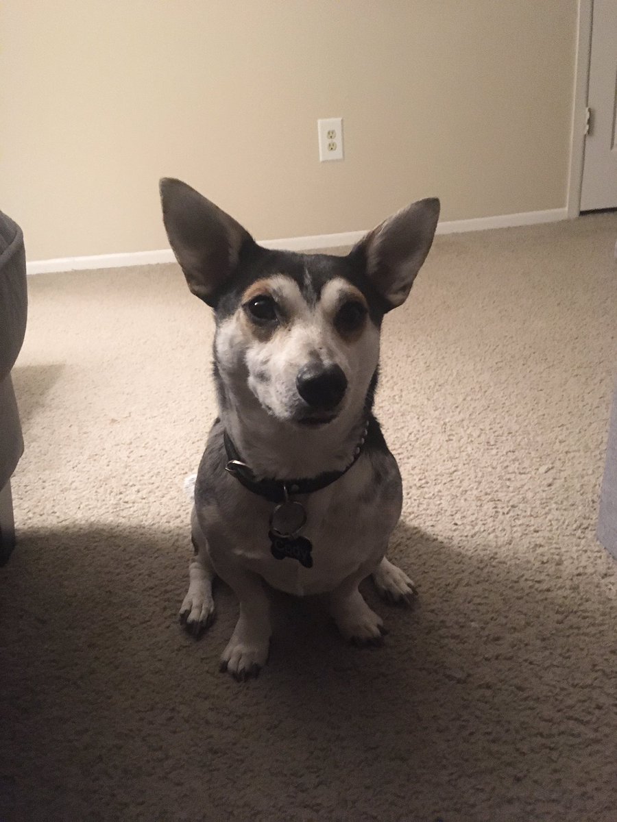 samxnthasmith's tweet photo. how is such an angry little dog so cute https://t.co/obLQVN2COw