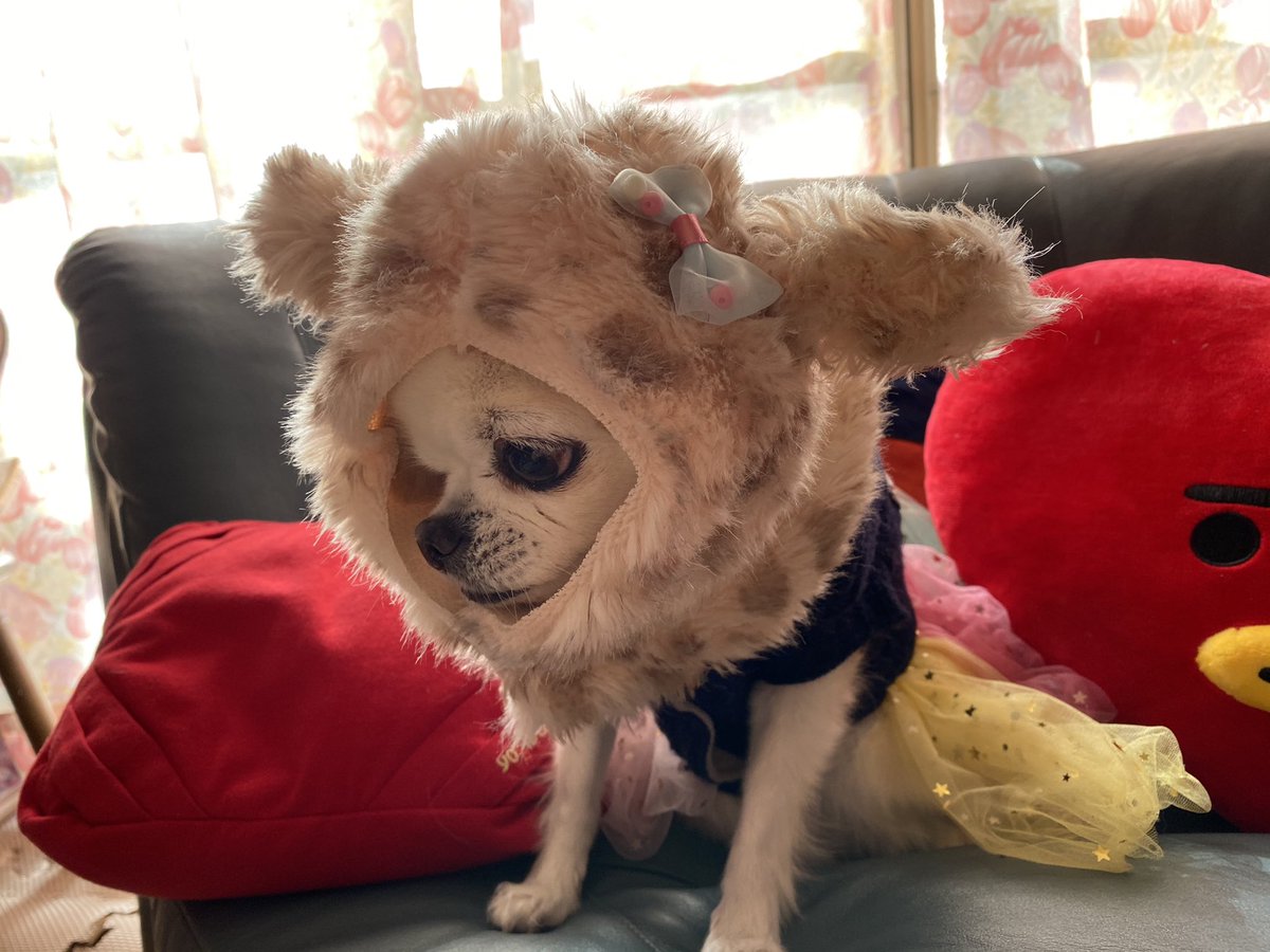 えんじぇる ワンコちゃんに手作りした うさちゃん帽子 とマフラー 被せてみました 愛犬 チワワ ワンコ服 犬服 帽子 手作り犬服 ハンドメイド 犬マフラー 犬帽子