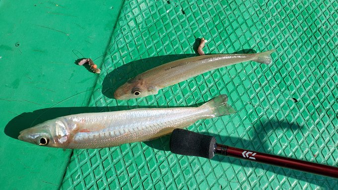 シロギス乗合 1回釣行
シロギス、チャリコetc

アナリスターキスM-160 + 19カルディアLT2000S-XH
(ライン:PE0.8+錘15号)
パームス フレイムFPGS-662 + 19カルディアLT2500
(ライン:PE1.0+錘15号)

最盛期ではないですがキスのフライが食べたくて。 