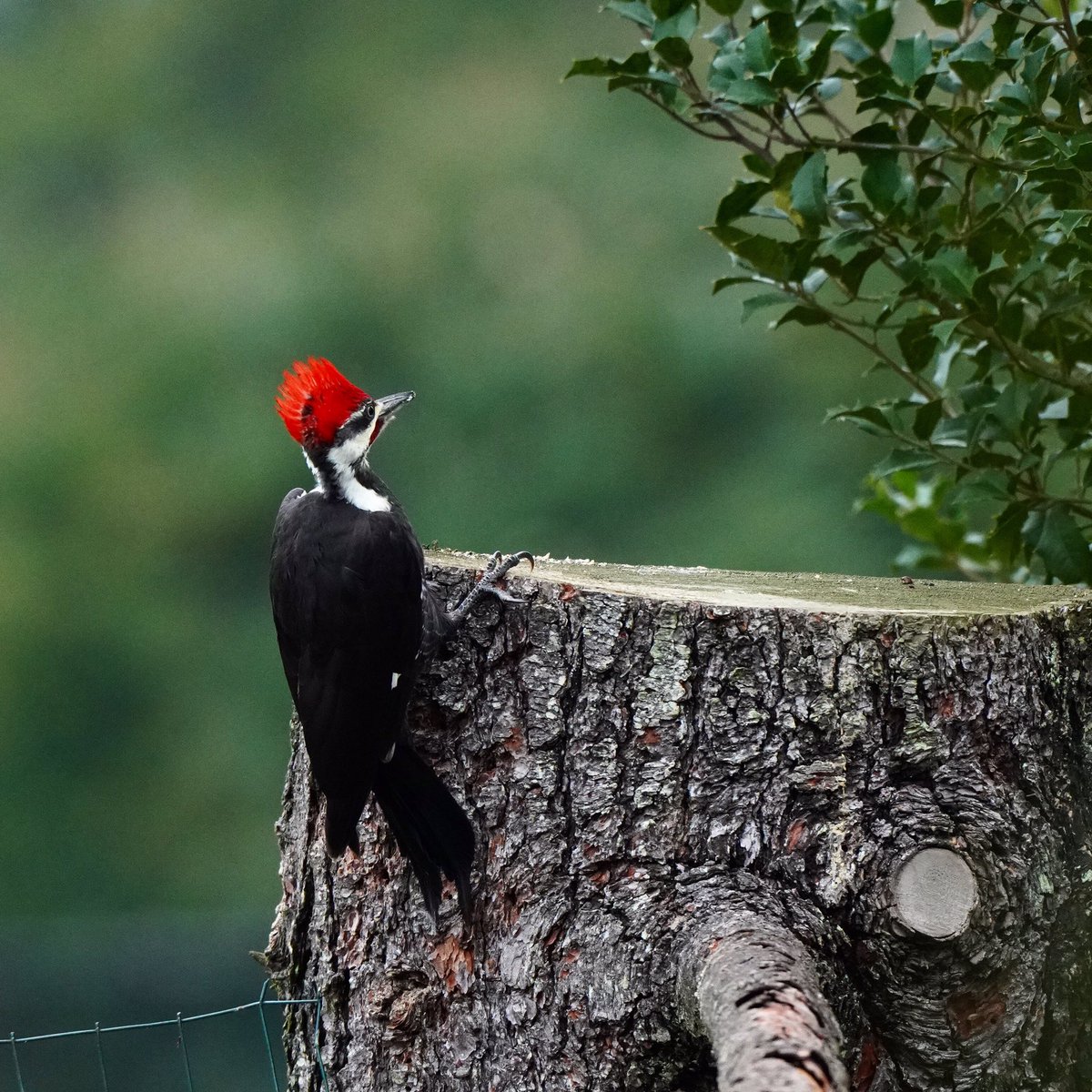 Juvenile Pileated Woodpeckers sure are curious! This one in particular was investigating a stump and the adjacent holly bush. His little fluff is too sweet.
#pileatedwoodpecker #woodpecker #photograghy #nature #birds #photo #photooftheday #wildlife #outdoor #birding #Maryland