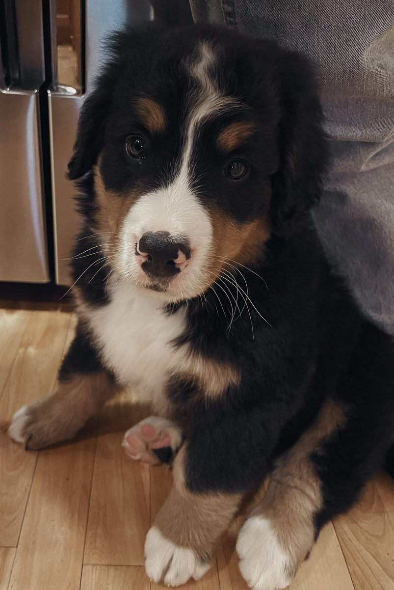 schreckally's tweet image. Say hello to our newest addition! Welcome home Appa 🤩 #IYKYK #Berner #BerneseMountainDog